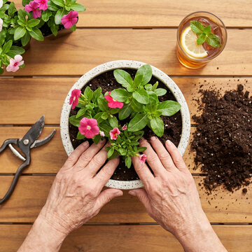 Top View of Senior Hands Planting Seedlings in Pot. Spring Gardening Hobby