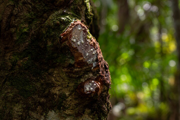 Obraz premium Latex sap flowing from rubber tree in the Amazon rainforest
