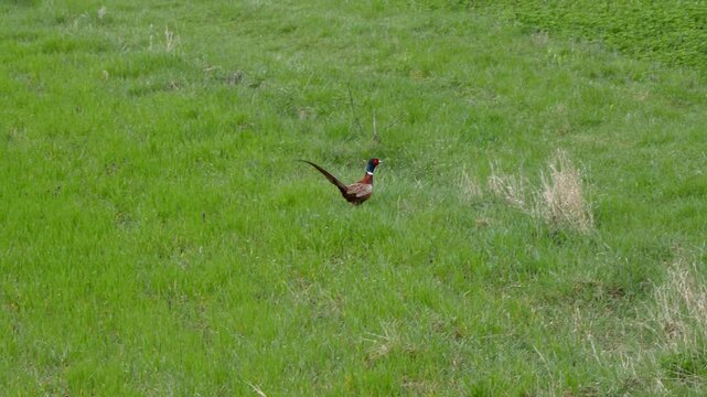 Common pheasants running on a field (Phasianus colchicus)