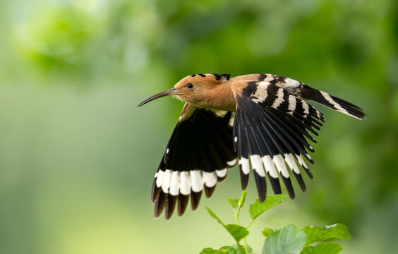 Eurasian hoopoe bird in early morning light ( Upupa epops )