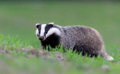 Badger close up ( Meles meles ) © Piotr Krzeslak