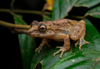 Obraz premium Fauna