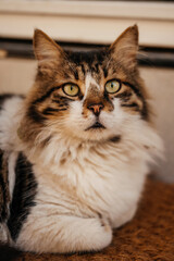 Obraz premium Cat Relaxes On Textured Mat. Content Cat Lies On Woven Surface In Warm Home Environment