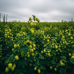 Obraz premium Hop Field with Green Buds on Overcast Day
