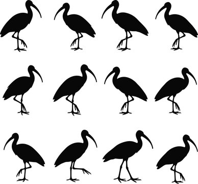 Black silhouette illustrations of twelve ibis birds arranged in grid pattern, symbolizing repetition, rhythm, nature, and wildlife