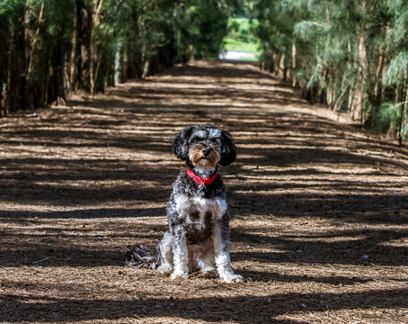 Cavapoo
