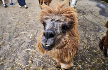 Fototapeta premium Funny hairy brown alpaca at the farm close-up portrait. High quality photo