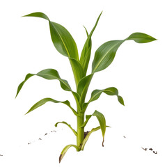 Fototapeta premium Young green corn plant seedling isolated on transparent background