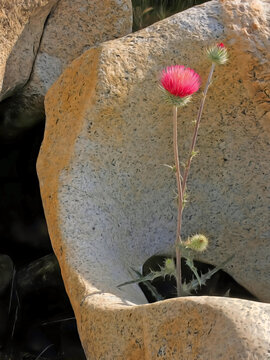 A resilient thistle has found a way to reach the light through this small opening in a granite bolder