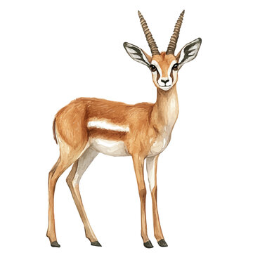 watercolor of Gazelle vector painting, isolated on a white background.