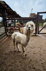 Fototapeta premium Cute white hairy alpaca in full height on the farm. High quality photo
