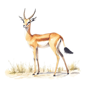Gazelle, charming watercolor clipart, isolated on a white background.
