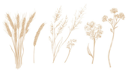 Obraz premium Hand-drawn botanical illustration with various plant elements, in a natural beige palette, on white
