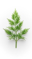 Fototapeta premium A vibrant green sprig of fresh dill weed, often used for flavoring pickles and seafood, sits isolated on a bright, seamless white background, natural, aroma, green