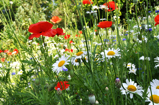 Sommerwiese
