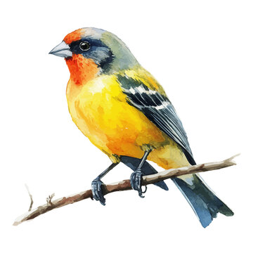 Finch, cute watercolor illustration with intricate patterns and vibrant splashes, isolated on a white background.
