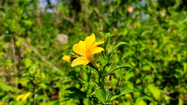 Close up of yellow Porcupine flower (Barleria prionitis) blooming in garden with green leaves background. Perfect for nature-themed project, botanical studies, herbal medicine or environmental content