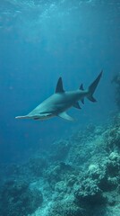 Naklejka premium Hammerhead shark in the underwater world. Marine fauna observation