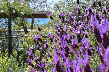 Vue sur mer depuis un jardin méditerranéen en fleurs © Johanna