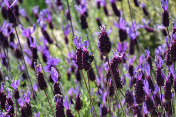 Bourdon butinant une fleur de lavande papillon © Johanna