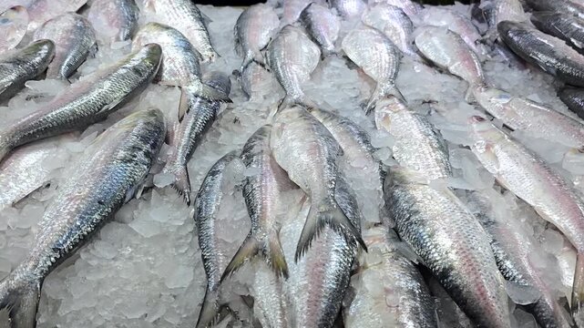 Fresh Hilsa Ilish fish on ice at a Bangladesh market, prized for omega-3, high protein and flavor. Also called Tenualosa ilisha, ilish maach, hilsa shad, a healthy staple for balanced diet lovers