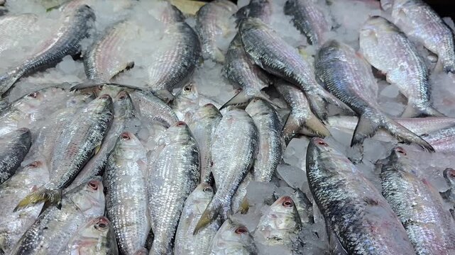 Fresh Hilsa Ilish fish on ice at a Bangladesh market, prized for omega-3, high protein and flavor. Also called Tenualosa ilisha, ilish maach, hilsa shad, a healthy staple for balanced diet lovers