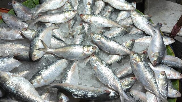 Fresh Hilsa Ilish fish on ice at a Bangladesh market, prized for omega-3, high protein and flavor. Also called Tenualosa ilisha, ilish maach, hilsa shad, a healthy staple for balanced diet lovers