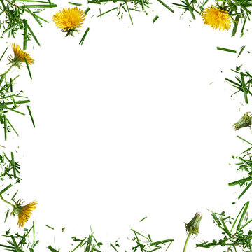 Yellow Dandelion Flowers and Cut Green Grass Frame isolated on transparent background