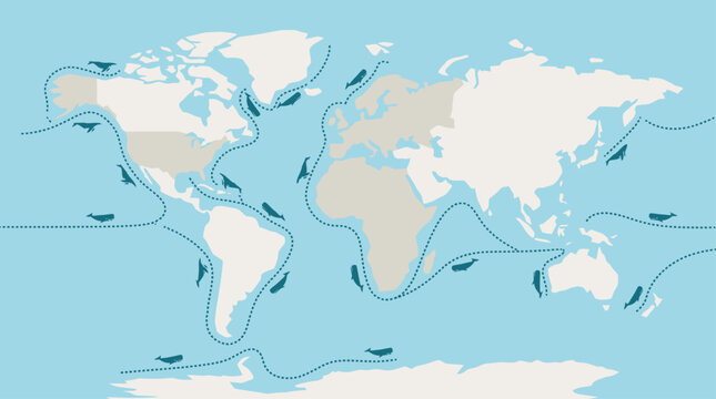 An informative Flat Design illustration of global whale migration routes across the world's oceans. 