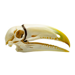 Fototapeta premium Toucan skull isolated on transparent background