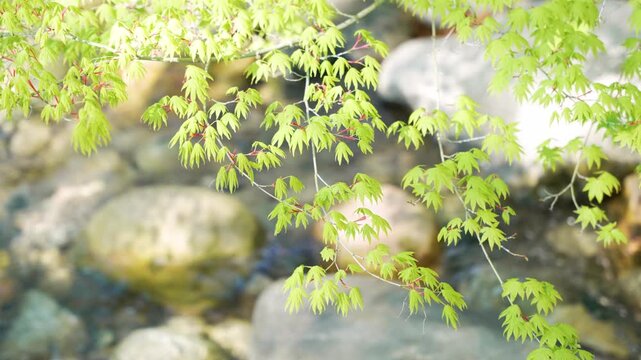 Soft sunlight glows through tender green leaves. Fragile branches sway gently over smooth river stones. Natural stillness evokes calm, quiet renewal. Perfect for nature scenes, seasonal transitions