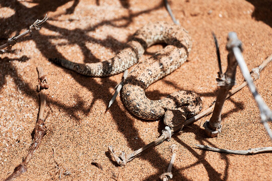 Sandviper in der Namib