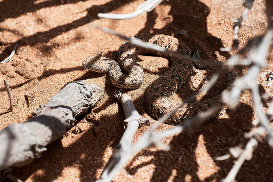 Sandviper in der Namib