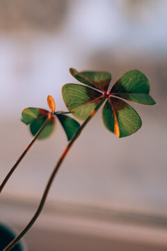 Close-up view of oxalis leaves with distinctive dark purple centers, softly illuminated by natural light. 