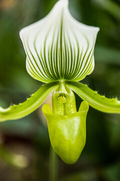 Close up of lady slipper orchid Paphiopedilum flower with delicate green striped petals.