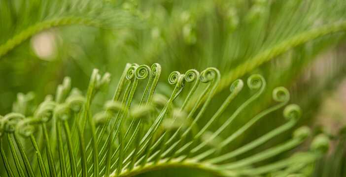 Young fern fiddleheads Pteridium aquilinum emerging upward representing vitality and natural renewal.