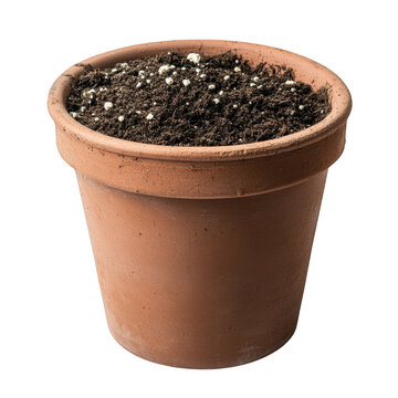 Terracotta flower pot filled with fresh green sprouts isolated on transparent background