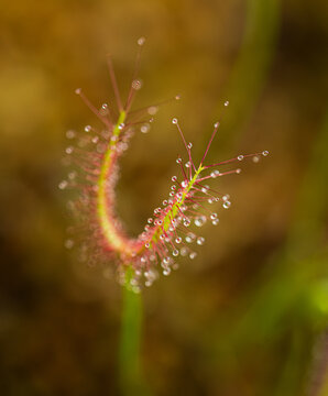 Macro close up of sundew Drosera rotundifolia leaf covered in glistening droplets forming natural sticky trap.