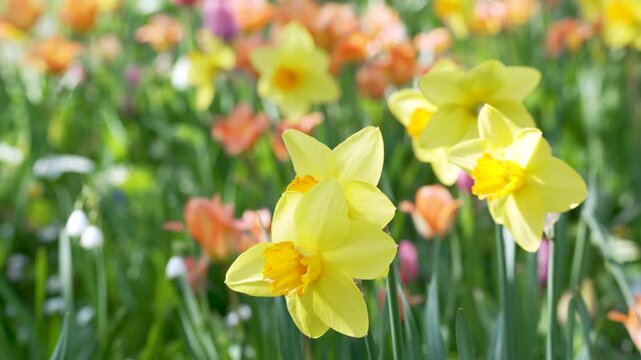 Golden daffodils bloom in vibrant spring garden. Soft focus background highlights colorful tulip blooms. Sunlight glows gently over green stems and petals