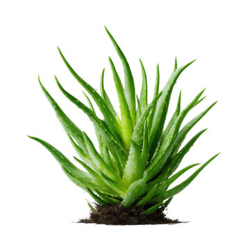Vibrant green aloe vera plant with long spiky leaves isolated on transparent background