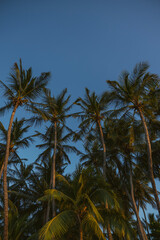 Fototapeta premium Minimalist Vertical Palm Canopy for Tropical themed design backgrounds