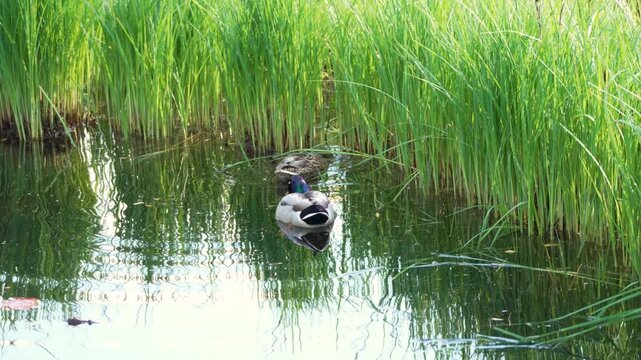 Duck glides calmly through still green water. Tall grasses frame the scene with natural sway. Sunlight glints softly on the water's surface. Duck's reflection shimmers gently beside it