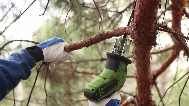 Gardener cuts dry pine branch with cordless reciprocating saw. Hand in protective glove holds tool while working. Close-up of tree care process. Using reciprocating saw for tree pruning
