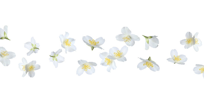 Tender jasmine flowers flying against white background