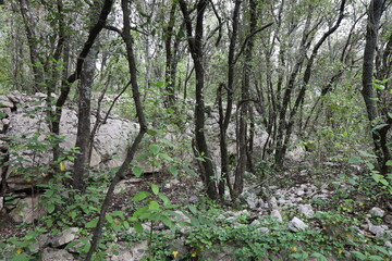 Fototapeta premium Ancien oppidum, aussi appelé oppidum de mus, site archéologique, village de Sauve, département du Gard, France