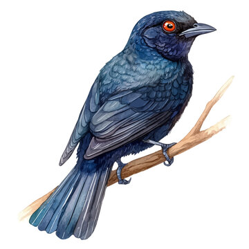 Bowerbird, playful watercolor vector depicting lively antics and expressive gestures, isolated on a white background.