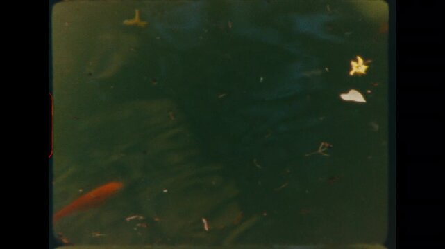 Orange goldfish swimming in dark green pond water with small heart-shaped leaf floating on surface, shot on 8mm film with characteristic grain and deep green color cast