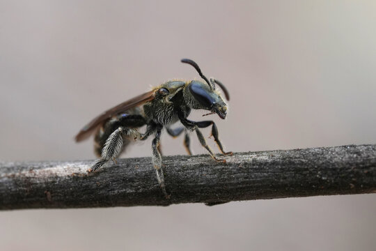 Detailed extreme closeup of on a female small green metallic sweat bee Lasioglossum morio
