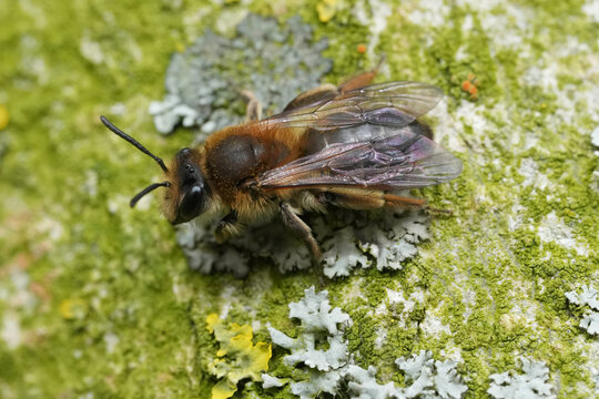 Closeup on a female mellow miner mining bee, Andrena mitis on a weathered tree-trunk
