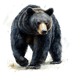 Fototapeta premium watercolor of Black Bear vector painting, isolated on a white background.
